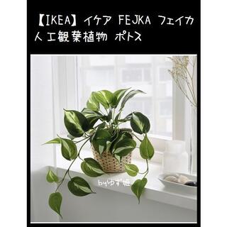 イケア(IKEA)の【IKEA】イケア FEJKA フェイカ 人工観葉植物 ポトス(置物)