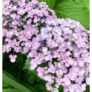 ★おたふく紫陽花の挿し穂2本★(その他)