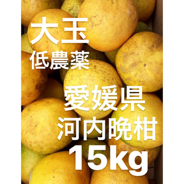 愛媛県　低農薬　宇和ゴールド　河内晩柑　15kg 食品/飲料/酒の食品(フルーツ)の商品写真