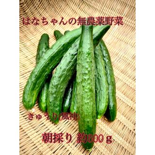 はなちゃんの無農薬野菜 きゅうり500ｇ(野菜)