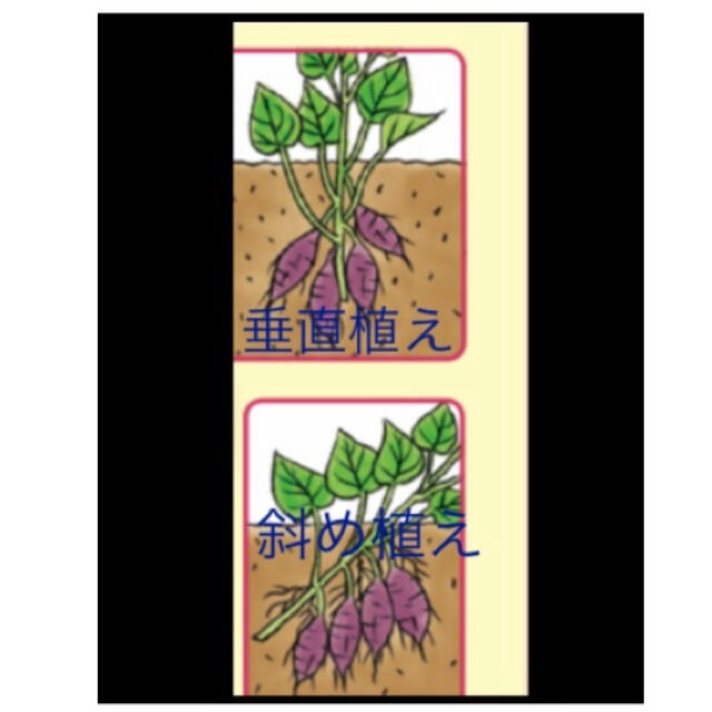 紫芋苗15本 食品/飲料/酒の食品(野菜)の商品写真