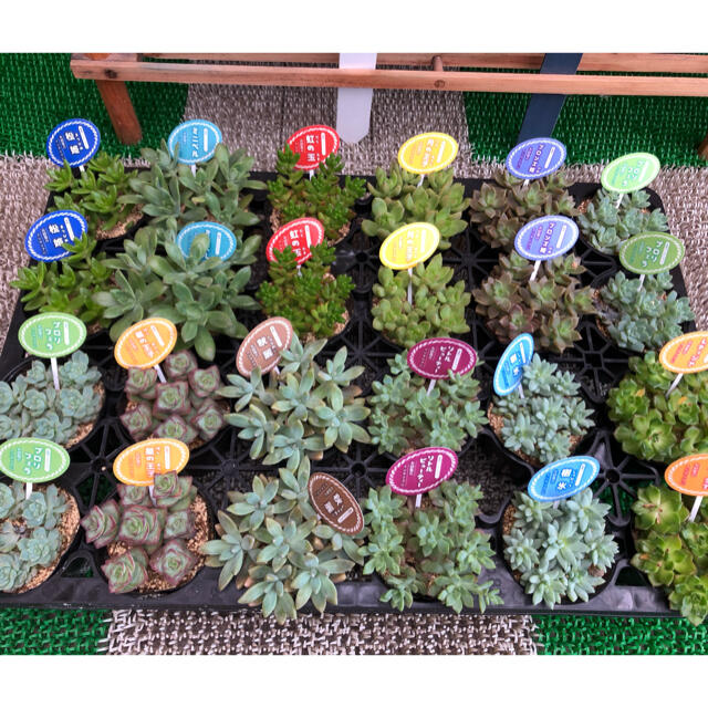 多肉植物⭐︎12本セット(^○^) ハンドメイドのフラワー/ガーデン(その他)の商品写真