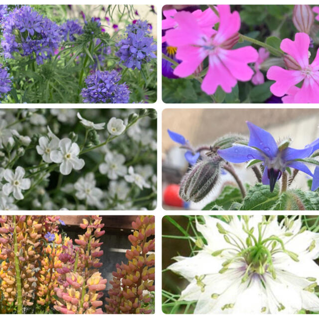 秋まき花種6種 ハンドメイドのフラワー/ガーデン(その他)の商品写真