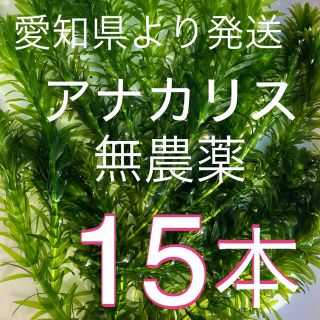 アナカリス15本(アクアリウム)