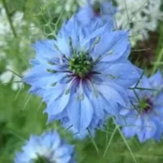 花の種 ニゲラ(その他)