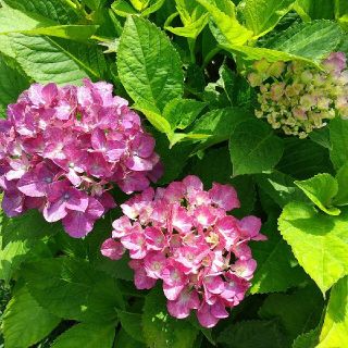 紫陽花 挿し穂３本(プランター)