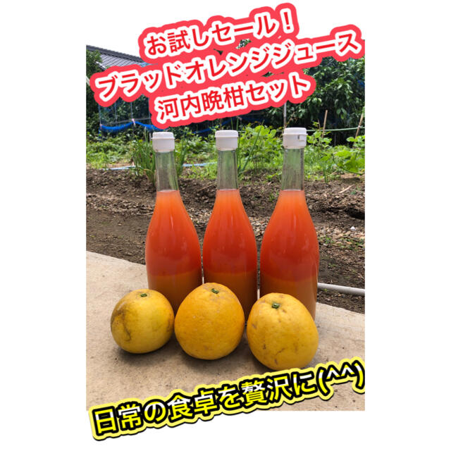 お買い得セール中です！美味しく免疫力UP 宇和島産 河内晩柑ジュース 食品/飲料/酒の食品(フルーツ)の商品写真