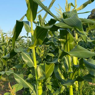 トウモロコシ　ゴールドラッシュ　たくさん欲しい方　Lから2L (野菜)