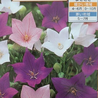 花の種      桔梗ミックス＋おまけ(その他)