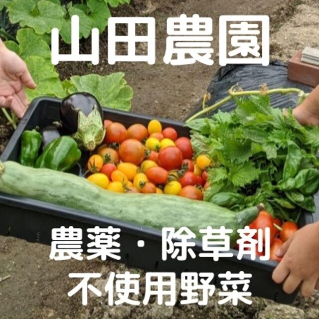 【受注収穫】農薬・除草剤不使用野菜の詰合せ(60サイズ箱) 食品/飲料/酒の食品(野菜)の商品写真