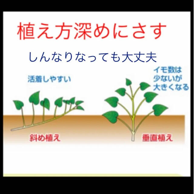 紫芋苗15本セール 食品/飲料/酒の食品(野菜)の商品写真