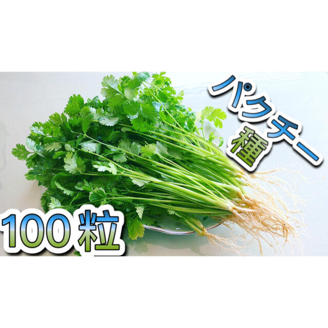 【新種】2021年産★ パクチー 種　約600粒  新種 食品/飲料/酒の食品(野菜)の商品写真