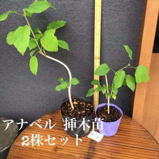 ＊＊＊アナベル  挿木苗　2株セット＊＊＊　B(プランター)