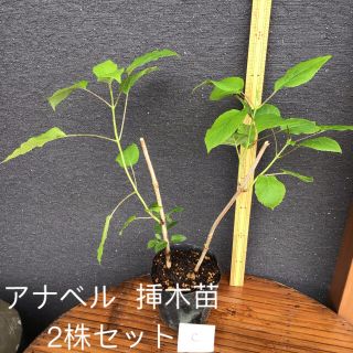 ＊＊＊　アナベル  挿木苗　2株セット　＊＊＊　C (プランター)