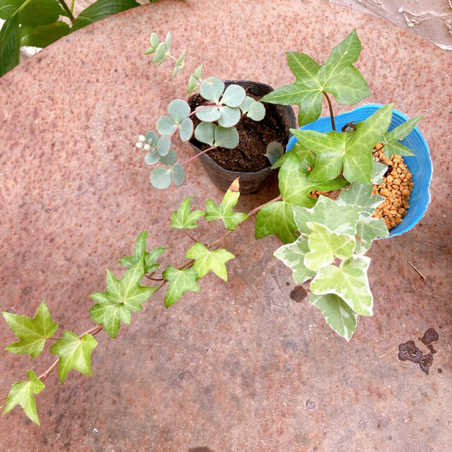 養生中　ツル3種、みせばや、オリヅルランセット ハンドメイドのフラワー/ガーデン(その他)の商品写真