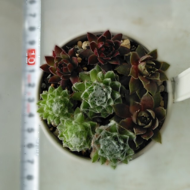 多肉植物　センペルビウム　カット苗A ハンドメイドのフラワー/ガーデン(その他)の商品写真