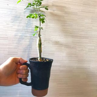 ブルセラ　ファガロイデス　素焼き　マグカップ　コーデックス　塊根　植物(プランター)