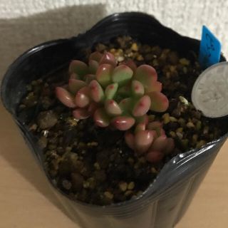 多肉植物❣️ピンクルルビー❣️ 抜き苗根っこ付(その他)