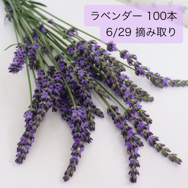 【摘みたて❗】フレッシュラベンダー 100本 生花 切り花 完全無農薬❗️