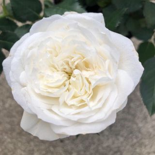 ミニ薔薇苗　グリーンランド株分け苗(その他)