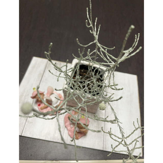 希少❣️カロケファリス　プラチーナ（クッションブッシュ） ハンドメイドのフラワー/ガーデン(プランター)の商品写真