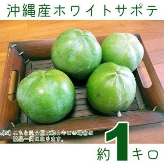 沖縄産ホワイトサポテ1.5kg