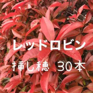 保湿の通販 レッド 赤色系 6 000点以上 保湿を買うならラクマ 保湿の通販 レッド 赤色系 6 000点以上 保湿を買うならラクマ