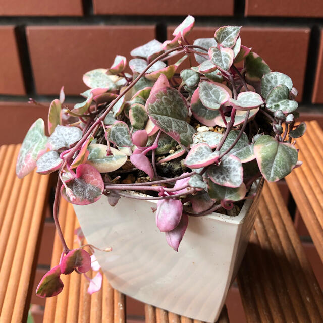 *☆。.:*Ceropegia woodii varieg.*☆。.:* ハンドメイドのフラワー/ガーデン(その他)の商品写真