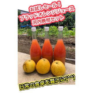 お買い得セール中です！美味しく免疫力UP 宇和島産 河内晩柑ジュース(フルーツ)