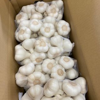 生ニンニク10kg サイズMメイン 青森県産(野菜)