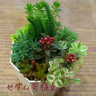 多肉植物【セダム寄植え】カット苗(その他)