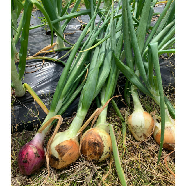 採れたてお野菜の詰め合わせ　60サイズ箱満杯詰め 食品/飲料/酒の食品(野菜)の商品写真