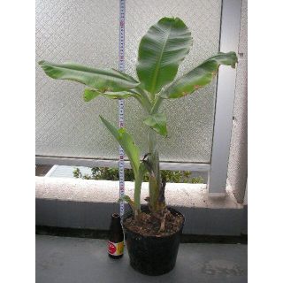 アイスクリームバナナ 苗 大きさ 約70cm 鉢植え 1本 小苗付き の通販 ラクマ