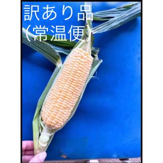 千葉県産　訳ありとうもろこし　10本(野菜)