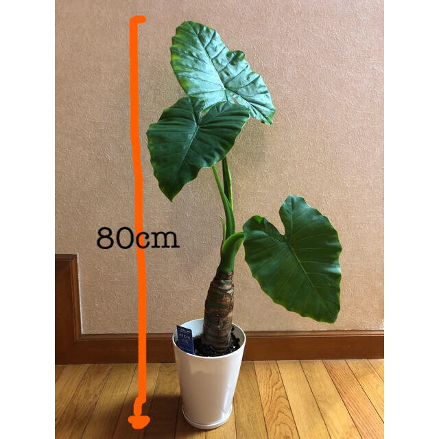 クワズイモ　観葉植物 ハンドメイドのフラワー/ガーデン(プランター)の商品写真