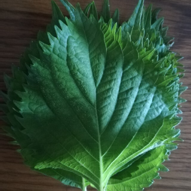 大葉　200枚　無農薬　大量　しそ　シソ 食品/飲料/酒の食品(野菜)の商品写真