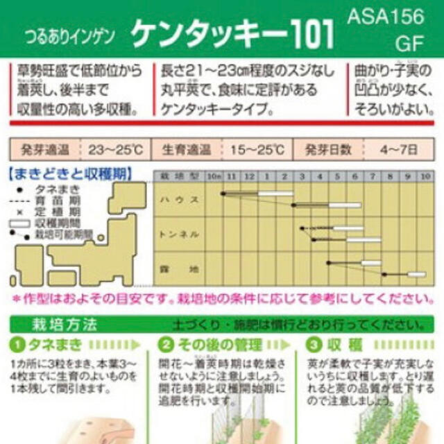 野菜種インゲン ケンタッキー１０１ 野菜種15粒 食品/飲料/酒の食品(野菜)の商品写真