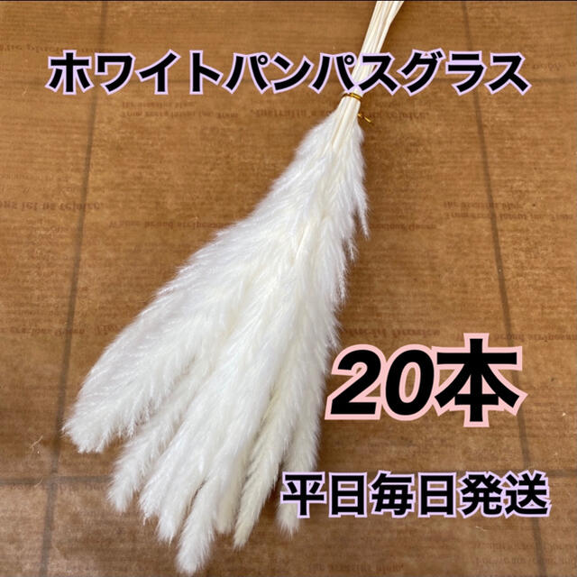 SALE ホワイトパンパスグラス20本 ハンドメイドのフラワー/ガーデン(ドライフラワー)の商品写真