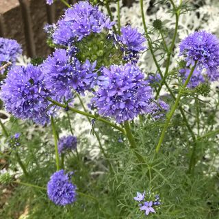 ギリアレプタンサ　花の種100粒(その他)