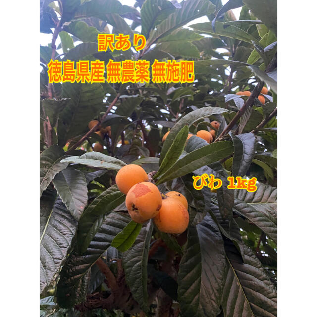 徳島県産 無農薬 無施肥 びわ 1kg 食品/飲料/酒の食品(フルーツ)の商品写真