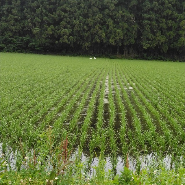 【取り置き専用】です令和2年産栃木県特一等米コシヒカリ無農薬にて作ったお米です！食品/飲料/酒