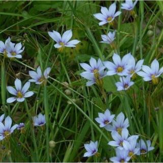 ☆ニワゼキショウ（庭石菖）の種‼️(その他)