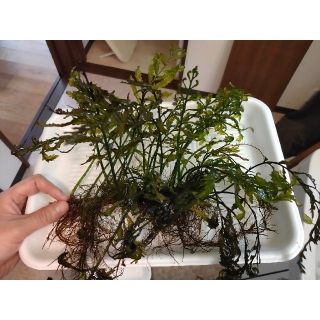 (水草)ボルビティス ヒュディロティ(アクアリウム)