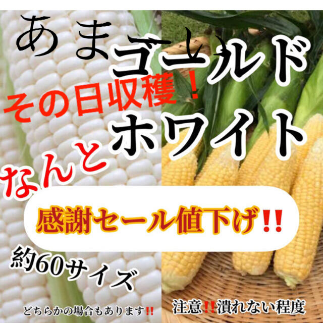 セール送料無料‼️農家直送60サイズホワイトゴールド 食品/飲料/酒の食品(野菜)の商品写真