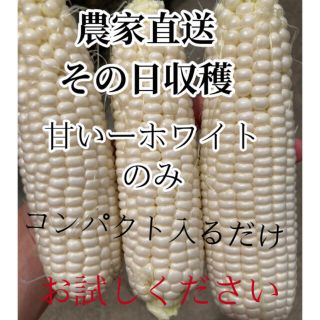 甘い農家直送ホワイトとうもろこしコンパクト入るだけ(野菜)