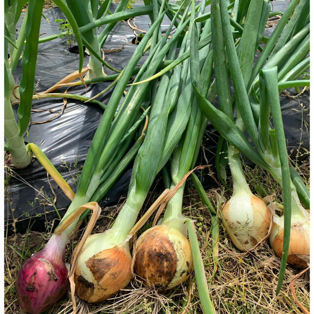 採れたて野菜セット　60サイズ箱満杯詰め 食品/飲料/酒の食品(野菜)の商品写真