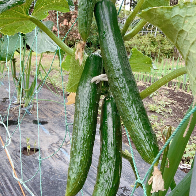 採れたて野菜セット　60サイズ箱満杯詰め 食品/飲料/酒の食品(野菜)の商品写真