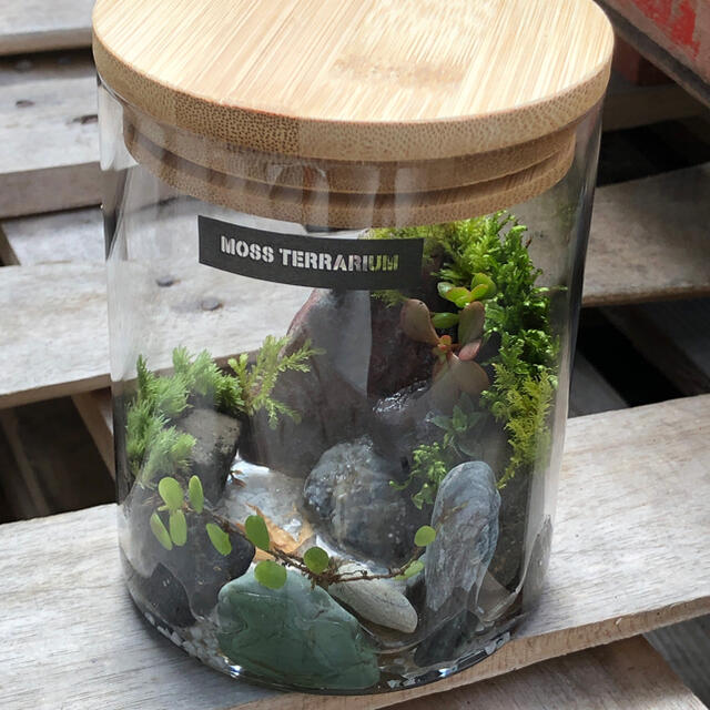 苔テラリウム インテリア 置物 植物の通販 By 苔ジブリスト S Shop ラクマ 苔テラリウム インテリア 置物 植物の通販 By 苔ジブリスト S Shop ラクマ