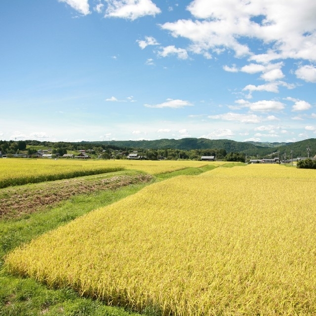 お米5㎏【私、米屋が売ります！当店の店頭で一番売れる美味しいコシヒカリ】 食品/飲料/酒の食品(米/穀物)の商品写真