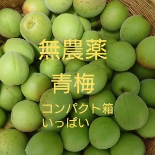 無農薬 青梅 コンパクト箱いっぱい(フルーツ)